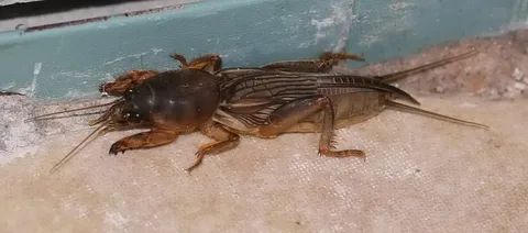 ��� �������� �������� �� �������: ������ ������ ������