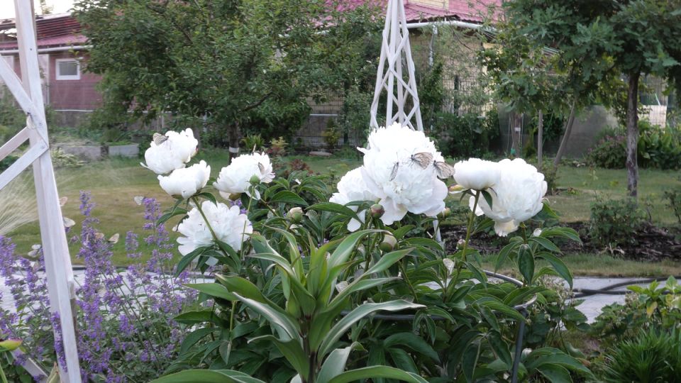 ��������� ����� ������ ��� ������ ����