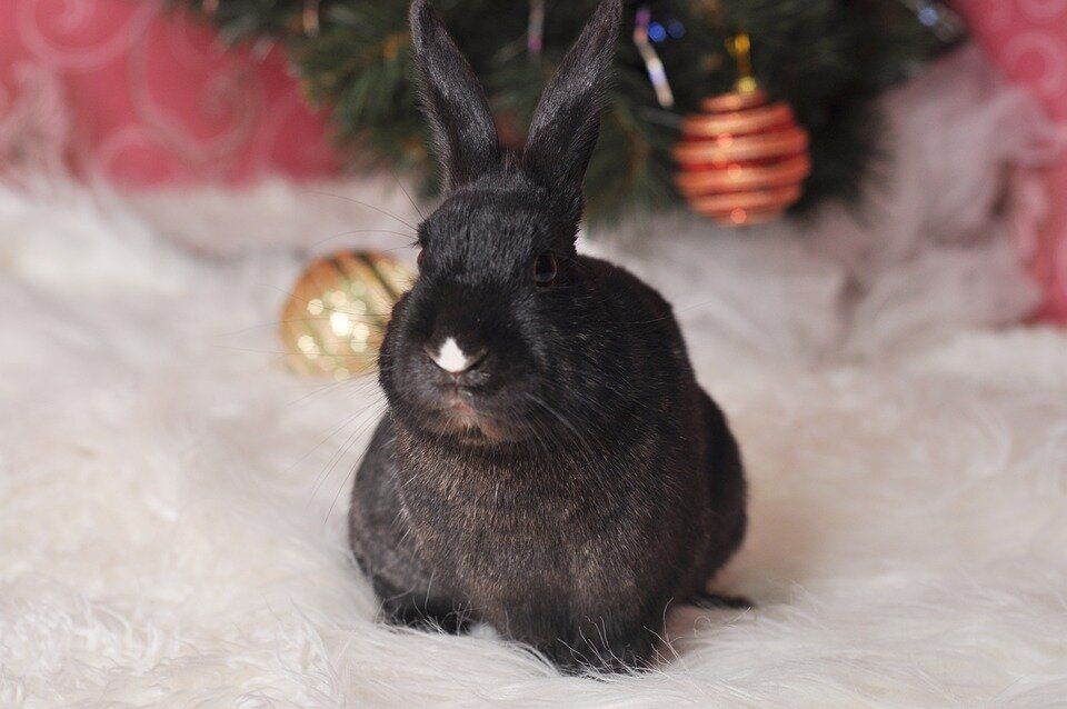 ������ ��� �������� �������: ����� �� ���������?