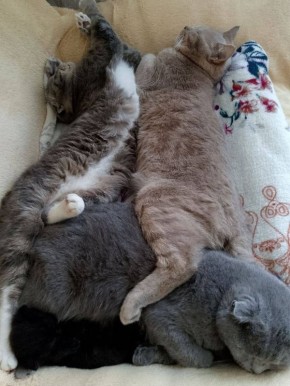 �������: ��������. �������� ���� �� ��������� @ampravda