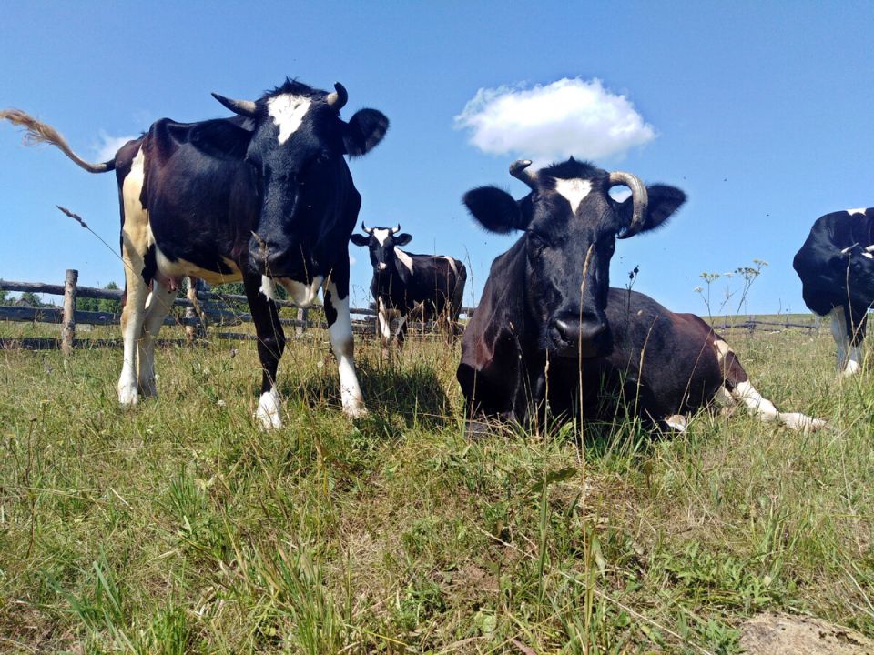 �������� � ������� ����� �� ��������: �������� �� ��������� �������