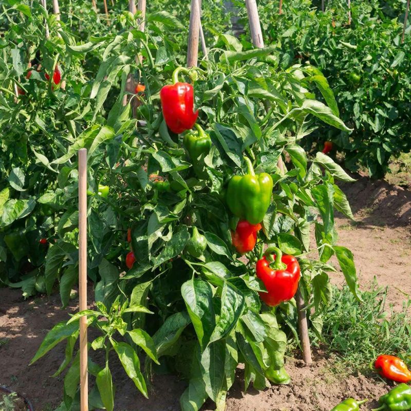 ��� ���������� �����: ��� ����� ��� ������� ������