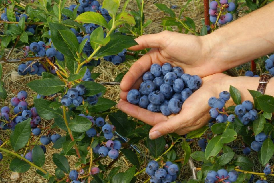 ��� �������� ���������� ������ ��� ������� ������: ������ � ������� ������������ �����