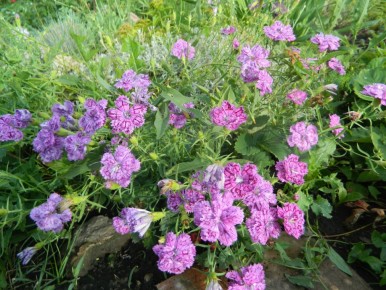 ��������: ���������� � ������ ������ � ������� �� �����