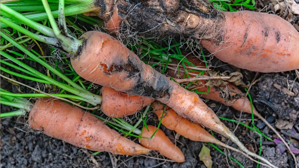 ��� ���������� � ��������� �����: ������ ��� ���������