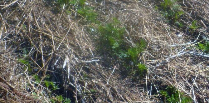 ��� �������� ������� ������ ������� �� ����� �������