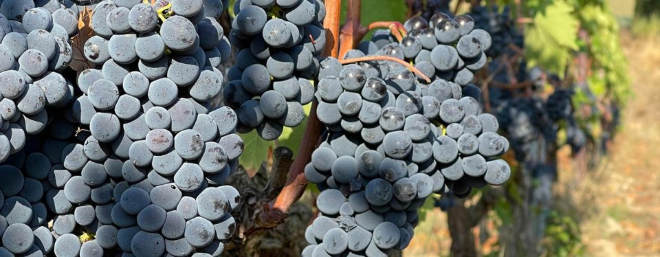 ������ ������ �����: ������� � ��� ��������