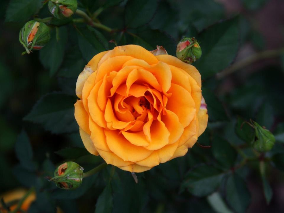 ������ ������ ���� ������� � ������?