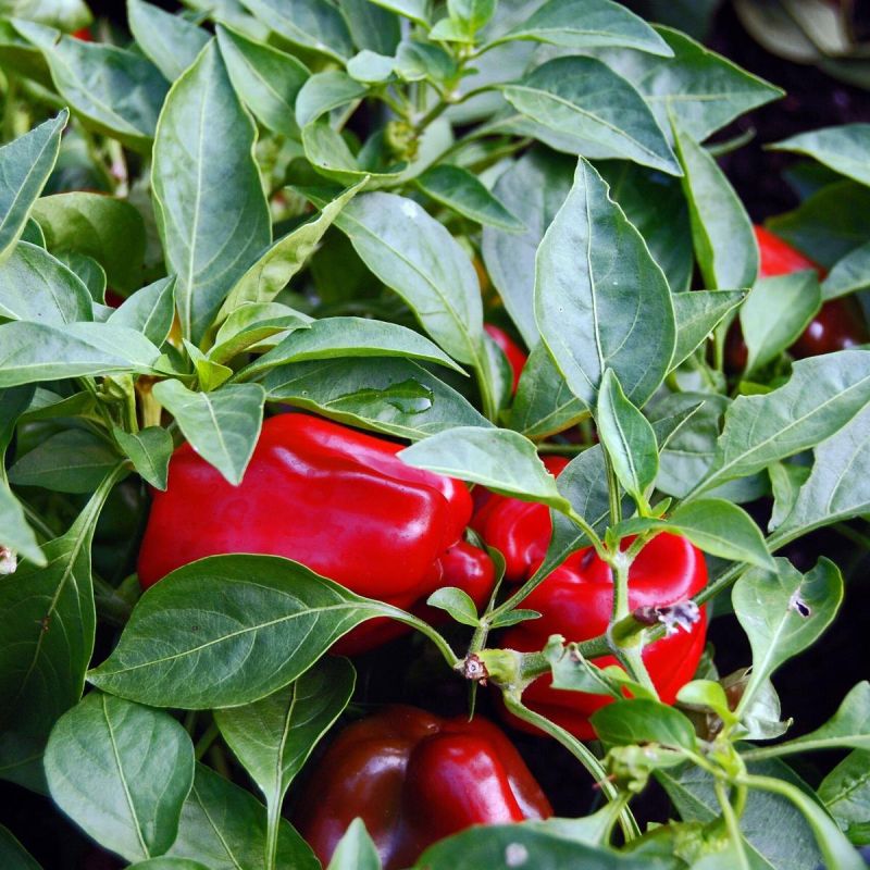 ��� �������� ���������� �����: ������ ������ � ������� �� ���������