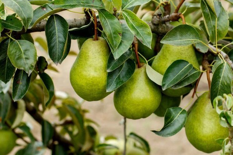 ��� ��������� ������ ����� ������: ������� �������� �������