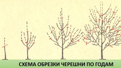 ����� �������� ����� � �������: ������� ������, ������� ����� ���� ��������