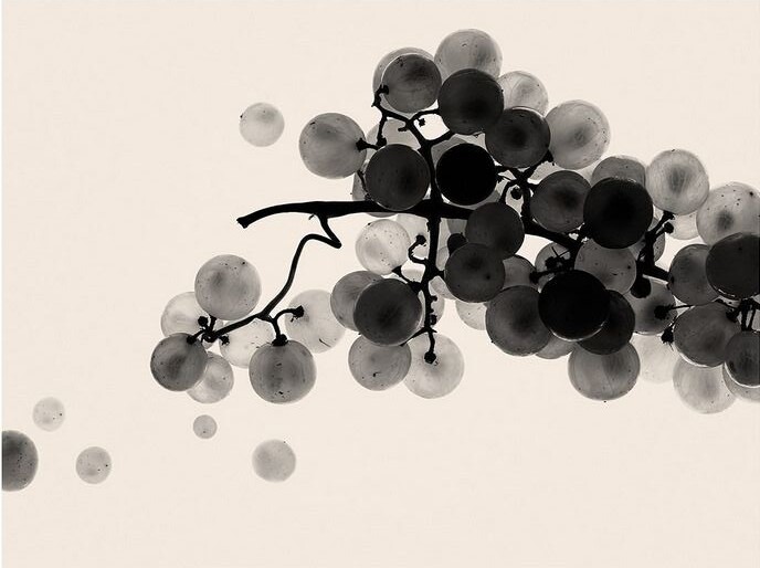 Рислинг: Вино с Историей и Уникальным Характером