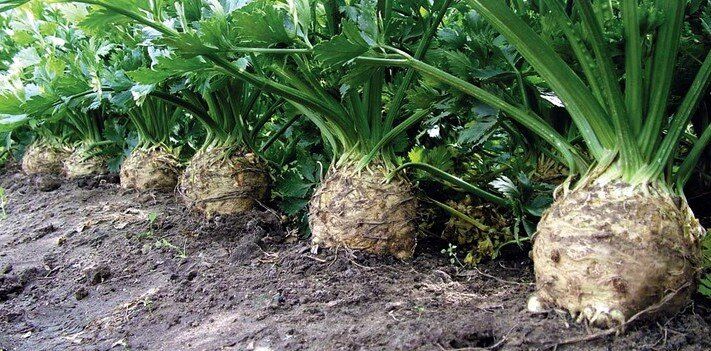 ��� ��������� ��������� ���������: ������� ��� �������� � ������� ������