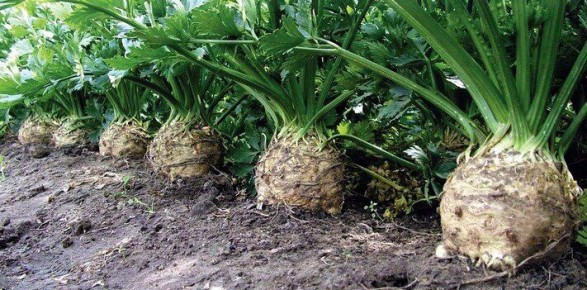 Как вырастить идеальный сельдерей: секреты для крупного и ровного урожая