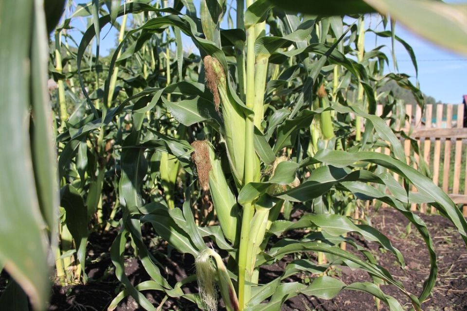 ����� �������� ��� �������� ����������