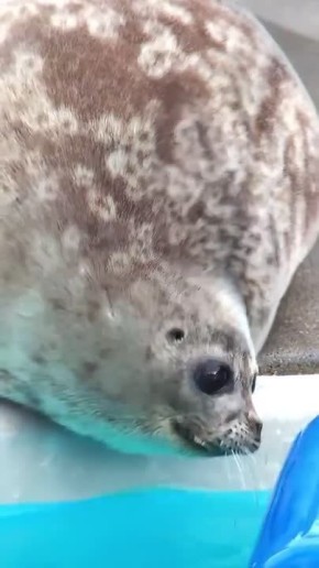 ������ ����! . ������ ���