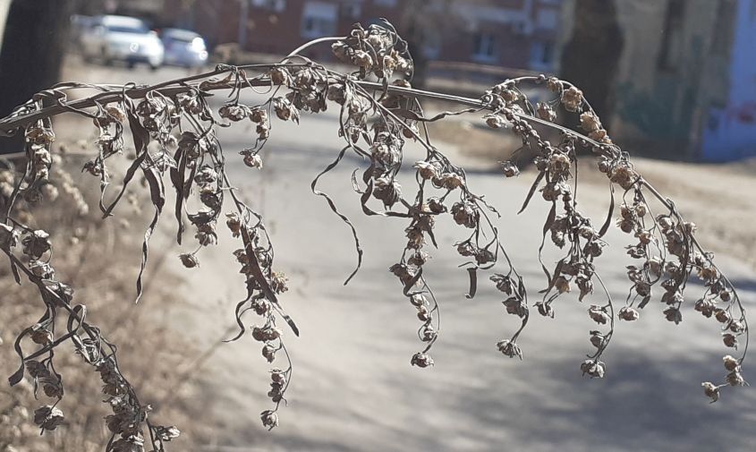 ������� ������ � �������� ������� �� 8 ������ (����)