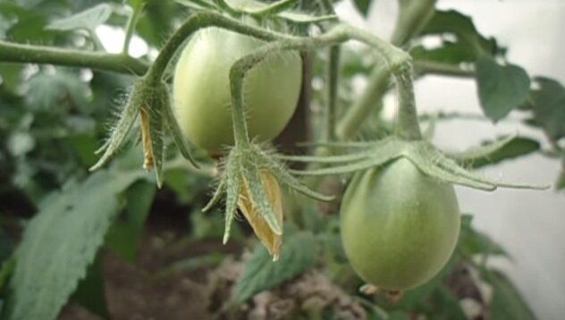 ������� ��������� ������������ ������� � ������� � ������ ��������