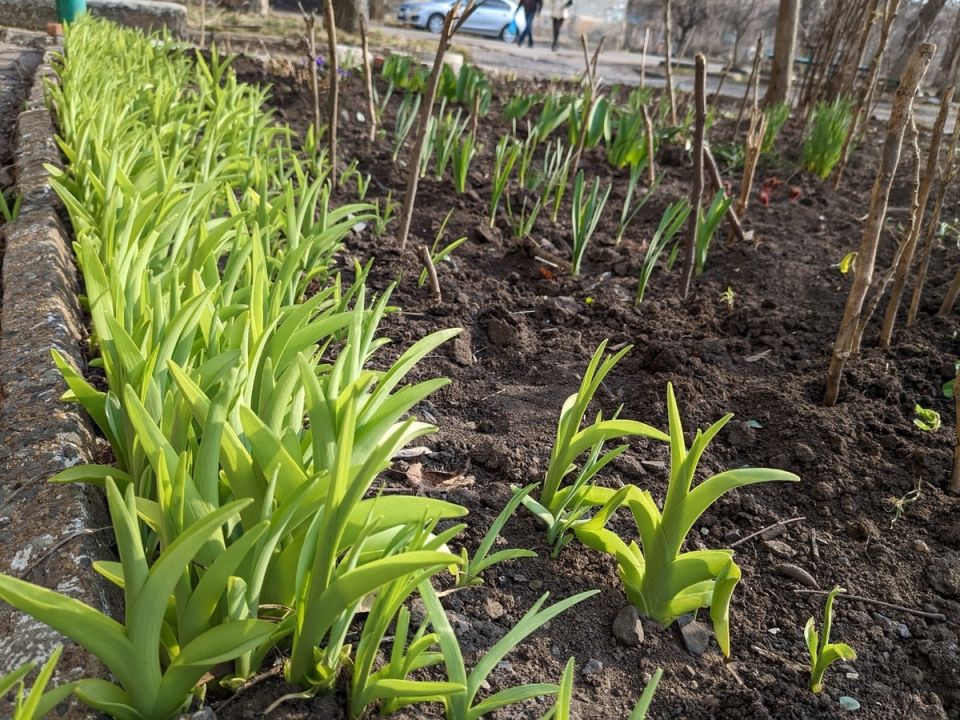 ����������� ��������: ��� �������� �������� ����� ��� � ��������� �� ������