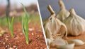 Как спасти озимый чеснок от зимних морозов: простые советы
