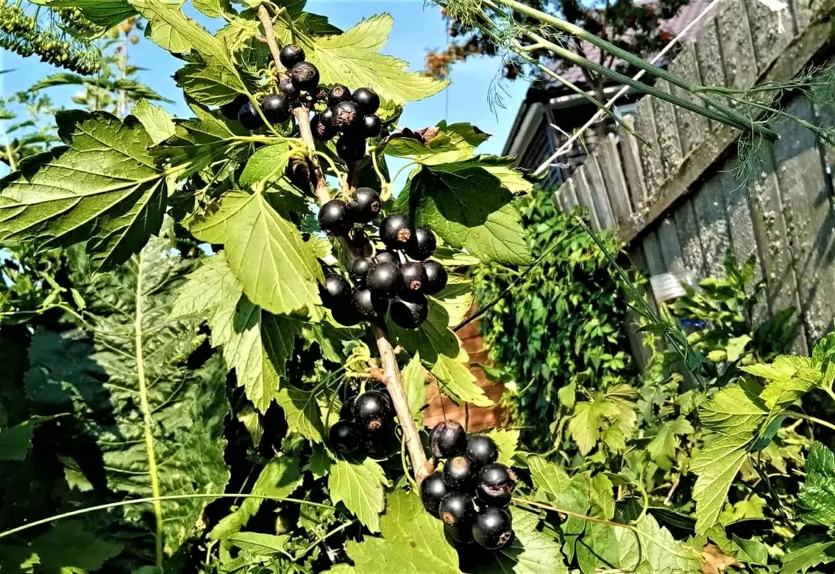 Секреты успешного ухода за смородиной в августе: как обеспечить богатый урожай на следующий год