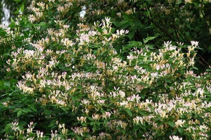 ��������� ��������: ��������� ������ �������������� ��� ������ ����