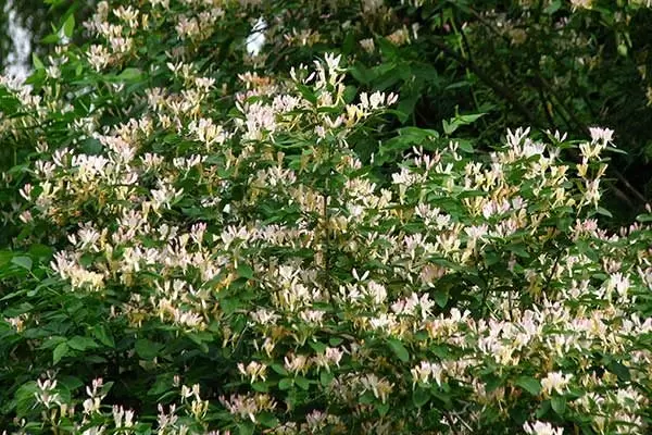 Жимолость шапочная: идеальный подбор растительности для вашего сада