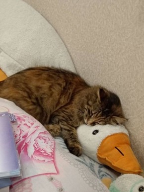 Полосочка мечтает о выходном