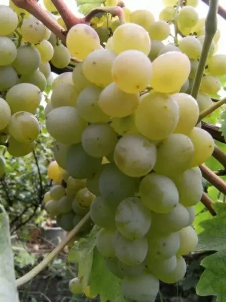 Виноград Гелиос: жемчужина среди столовых сортов