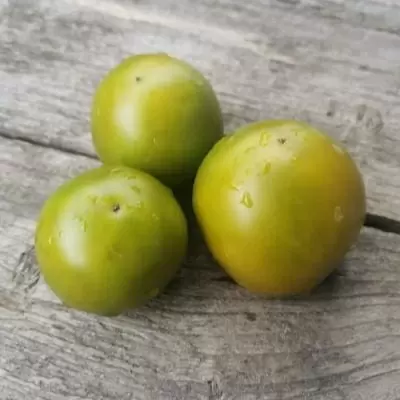 Томат Политый известью: экзотическая находка для вашего стола