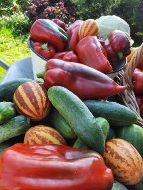 Лето 2024: урожайные достижения и неожиданные потери