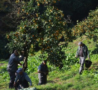 Благотворительная акция «Оранжевая осень»