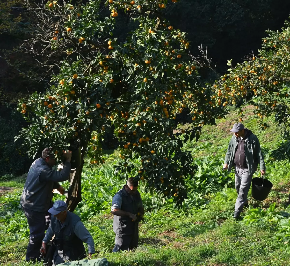 Благотворительная акция «Оранжевая осень»