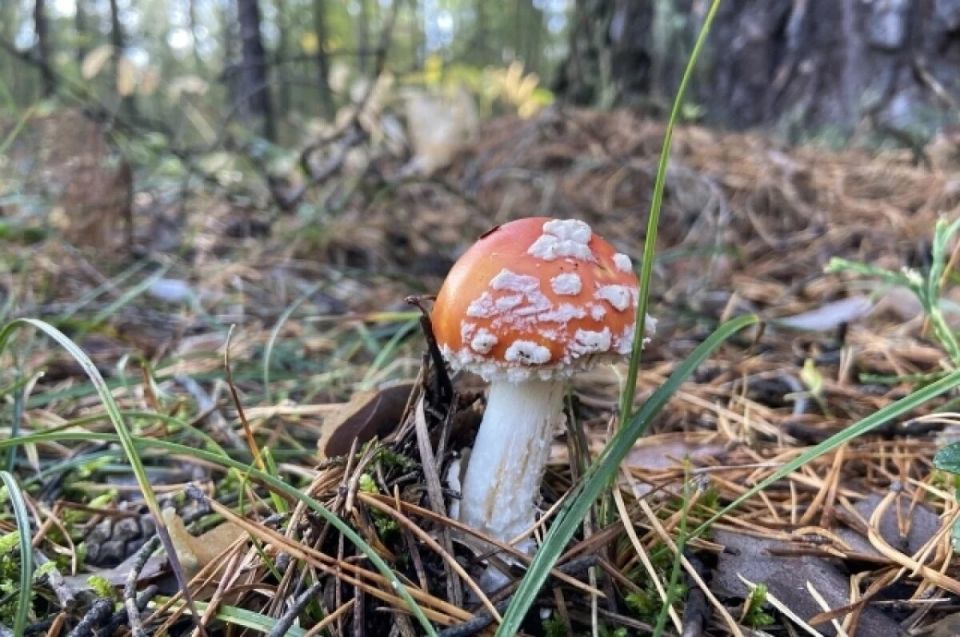 � ������ ������ 13 ����������� ������� ��������� � ����������