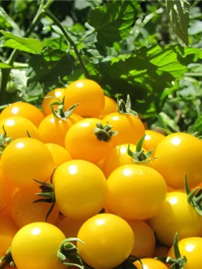 ����� �������: ���������� ���� � ������ ������� ��� ������� �������