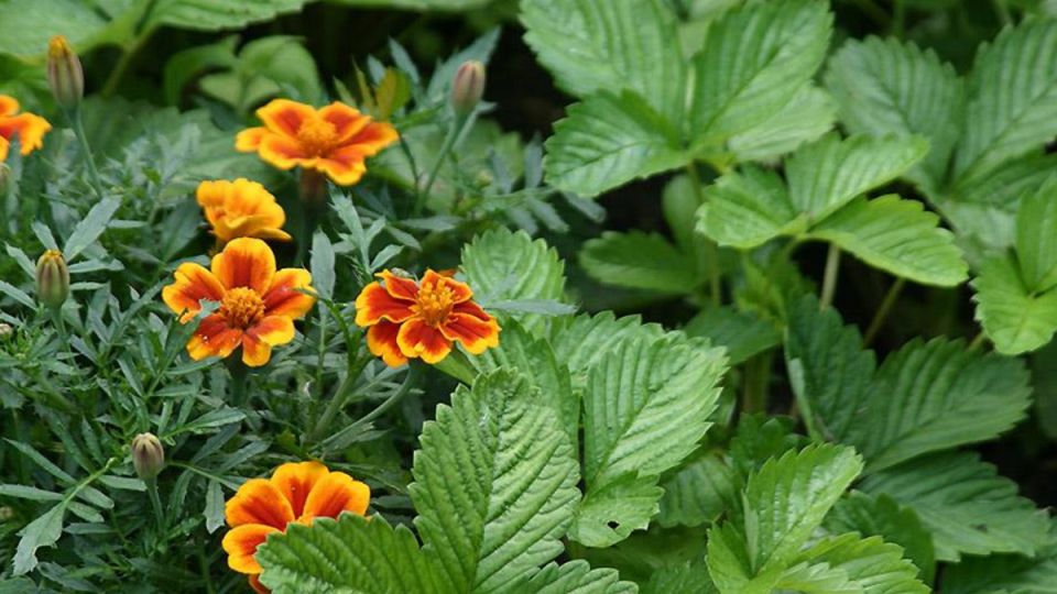 ��� ����� ����� ����������� ���� �����: ������� ��������� ��� ��������� ������