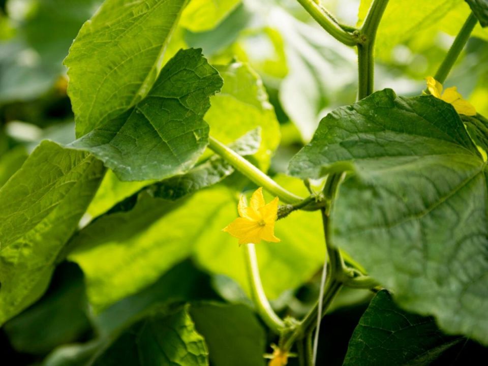 ��� ������ �� ������ ����� ��������� ������ �������: ����������� �����