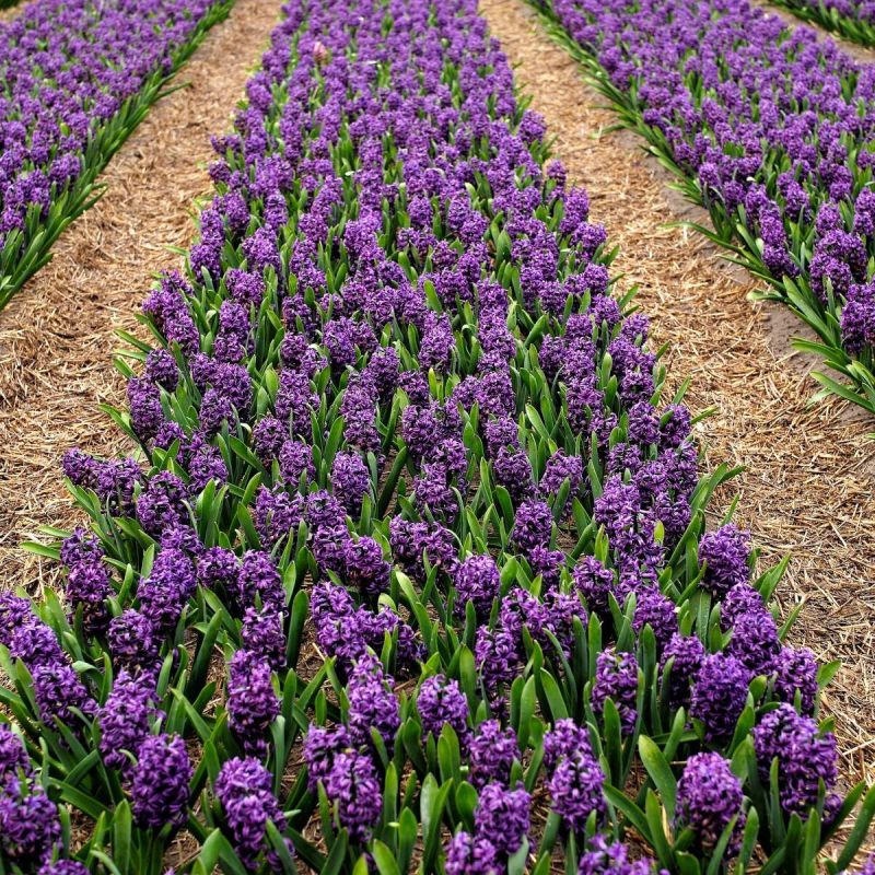 ��� ��������� ������� �� �����: ������� ����� � ���������� � ����