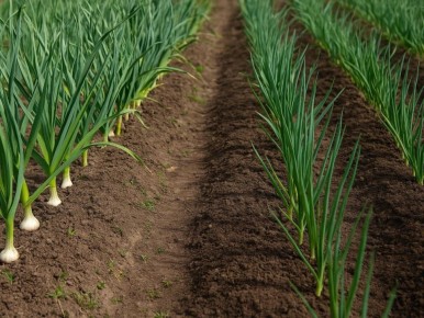 ��� ����������� ����� ��� ������� ������� � ����, ����� �������� �����