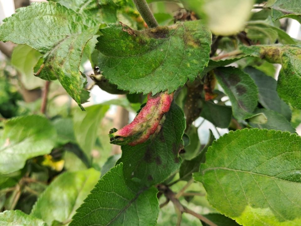 ��� ��������� � �������������� ����: ������� �������� ������ �� ������ ������