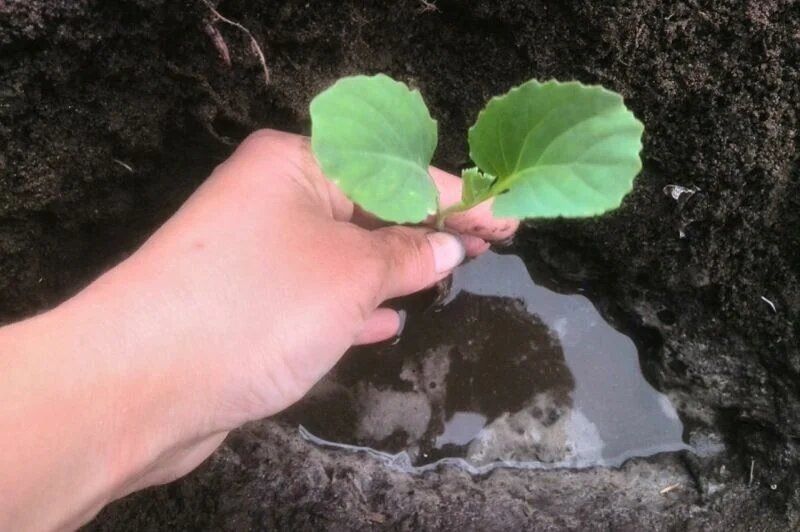 ��� ������������� ������� ���� �������?