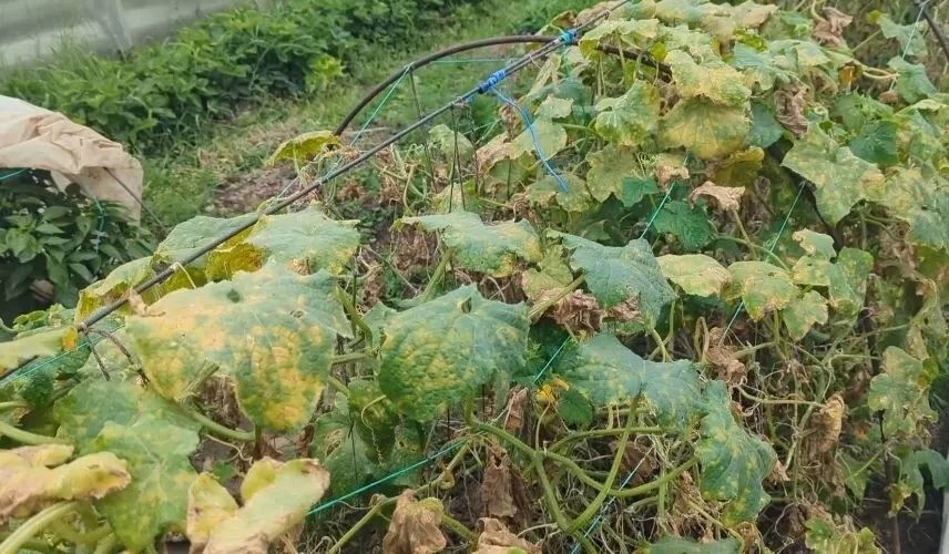 ��� ���������� ������������ ������ ������� � ���������� ��� �������� ��������