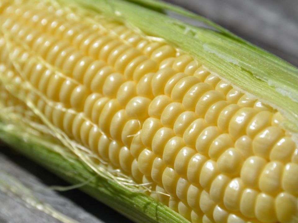 ��� ������� ��������� ���� �������� ��� ������ �������