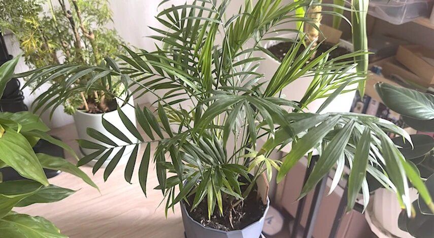 ��� ��������� �������� ��������� �������� ������: ������ ���������