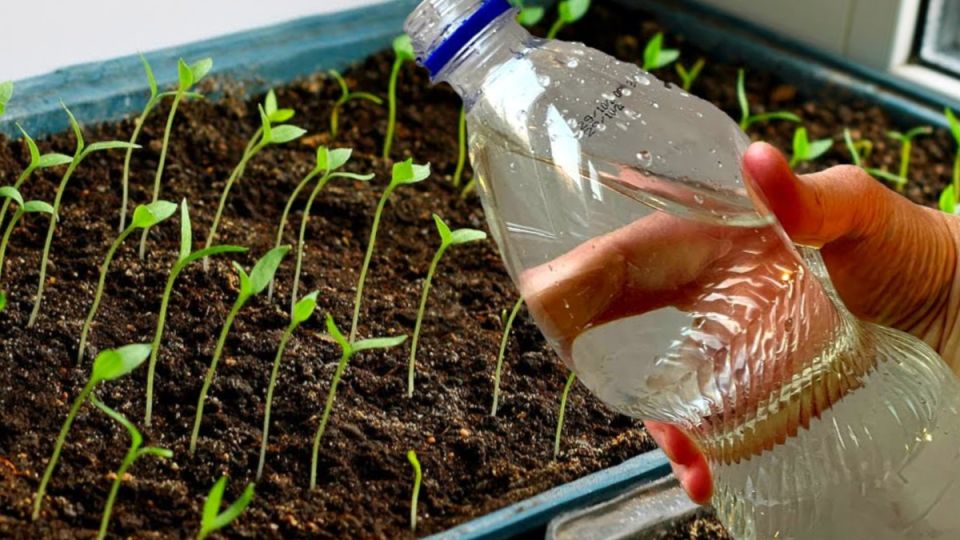 ��� ��������� ������� ������� ������� ������: ������� ��������� ������