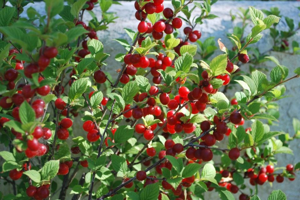 ��� ��������� ��������� ����� �� �����