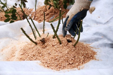 ��� ������� �������� ����������� ���� ��������: ������ � ����