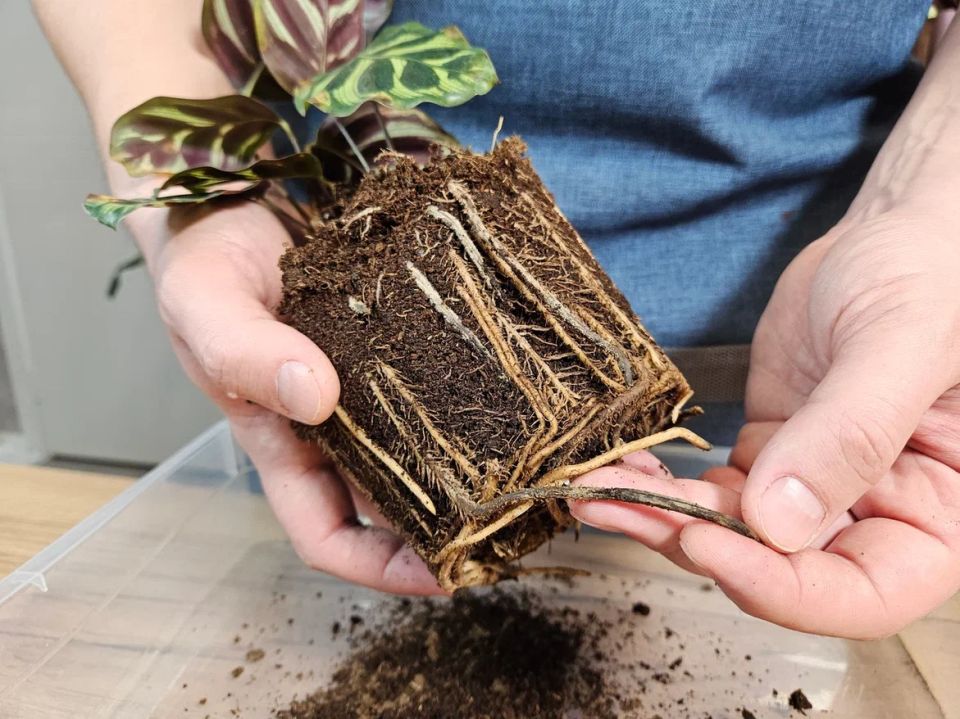 ��� ������ ���������� ��������: 5 ����� � ��������������