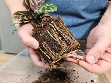 ��� ������ ���������� ��������: 5 ����� � ��������������