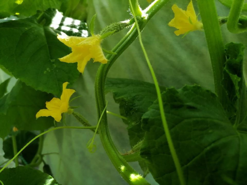 �������������� ������: ���� �� ������� ������������